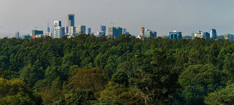 Nairobi's skyline rising above a canopy of green trees